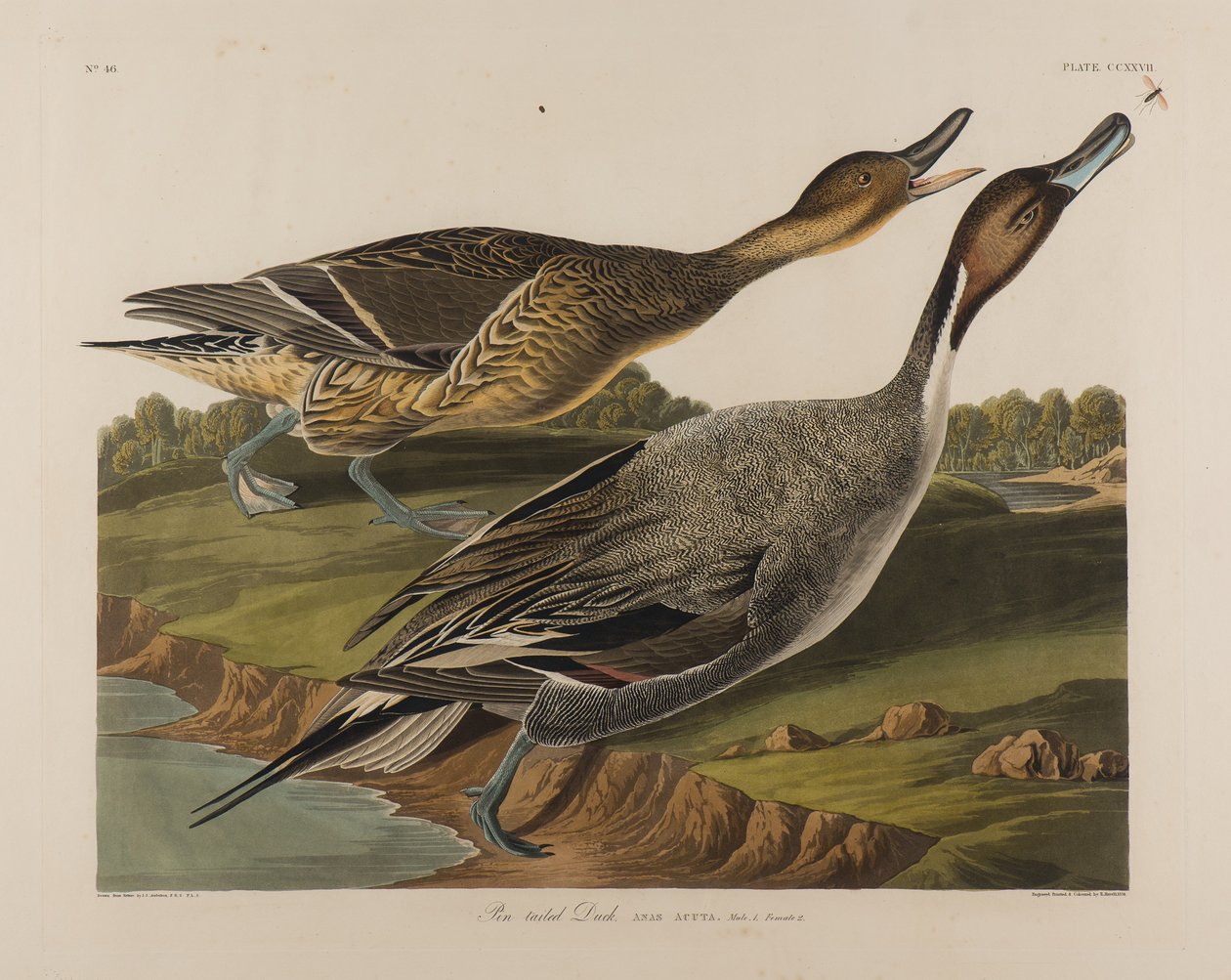 Anatra codone, 1834 da John James Audubon