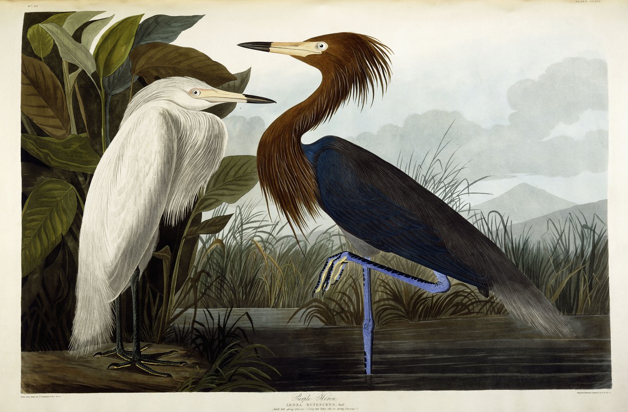 Airone rosso da John James Audubon