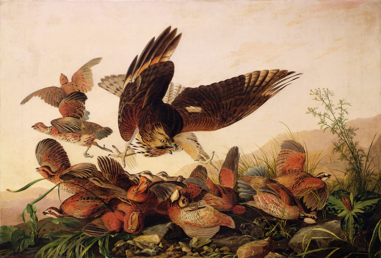 Falco spalla rossa che attacca pernici Bobwhite, 1827 da John James Audubon