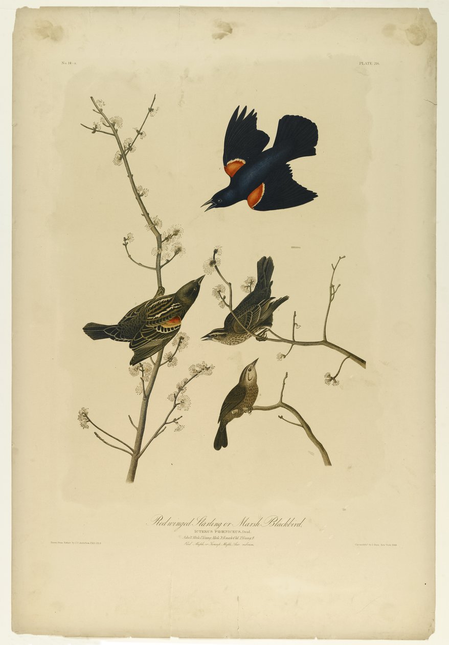 Storno dalle ali rosse o merlo di palude, stampato da Julien Bien e pubblicato da Roe Lockwood & Son, 1861 da John James Audubon