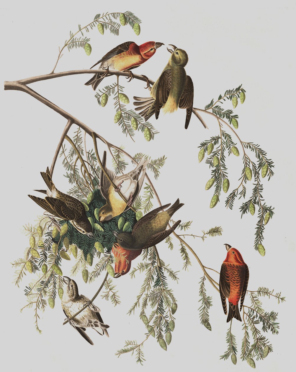 Crociere Comune, Loxia Curvirostra, da "Gli Uccelli d