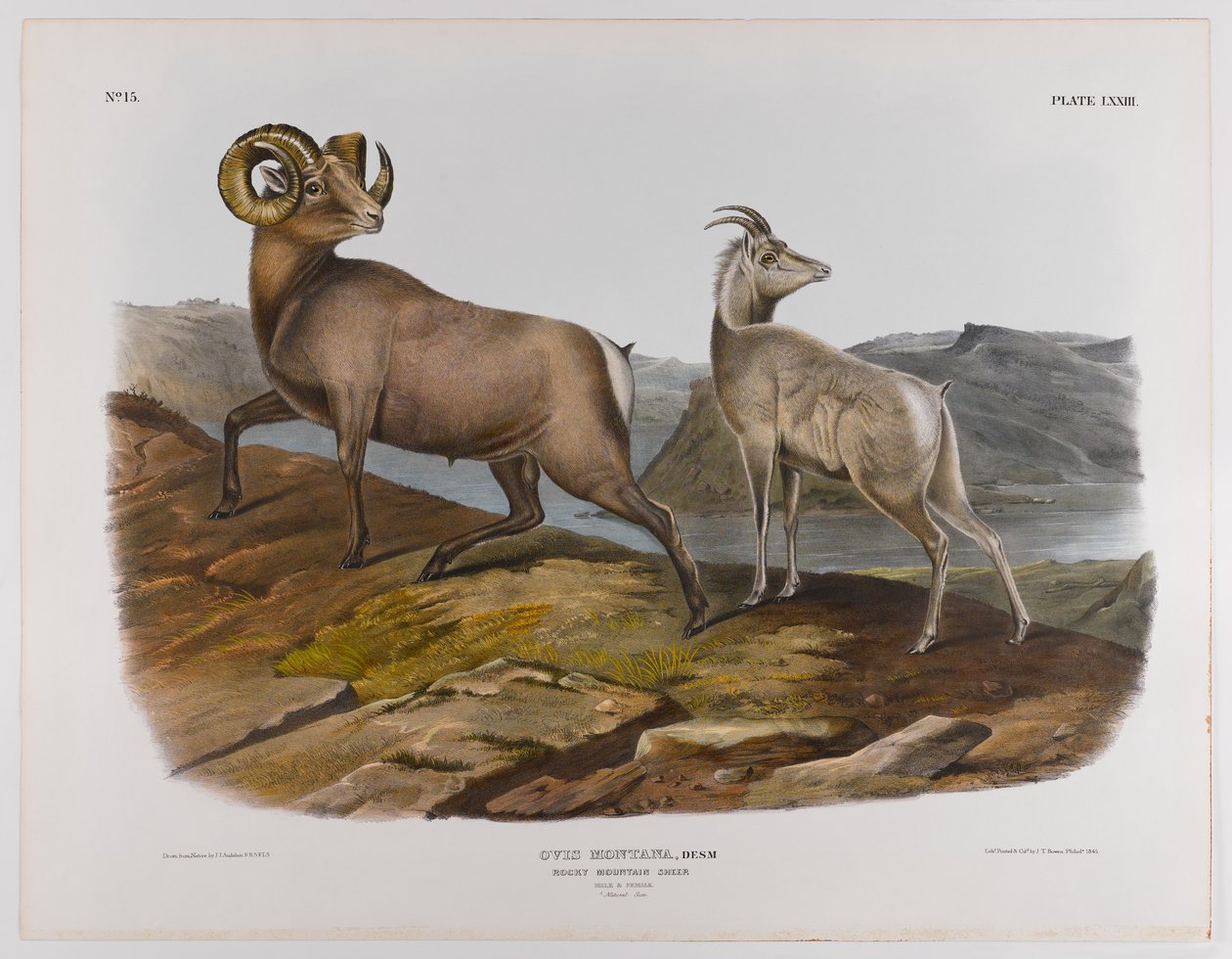 Pecora delle Montagne Rocciose, 1845 da John James Audubon