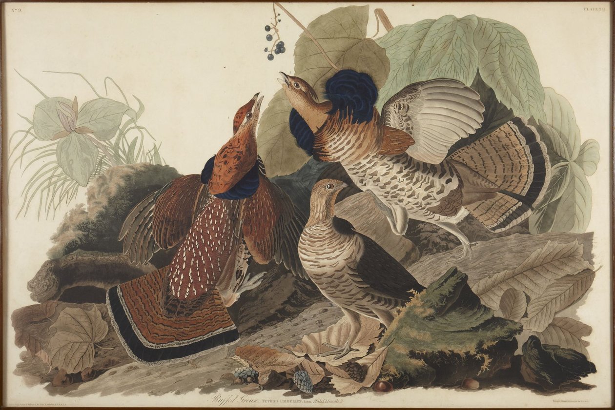 Gallo cedrone dal collare da John James Audubon