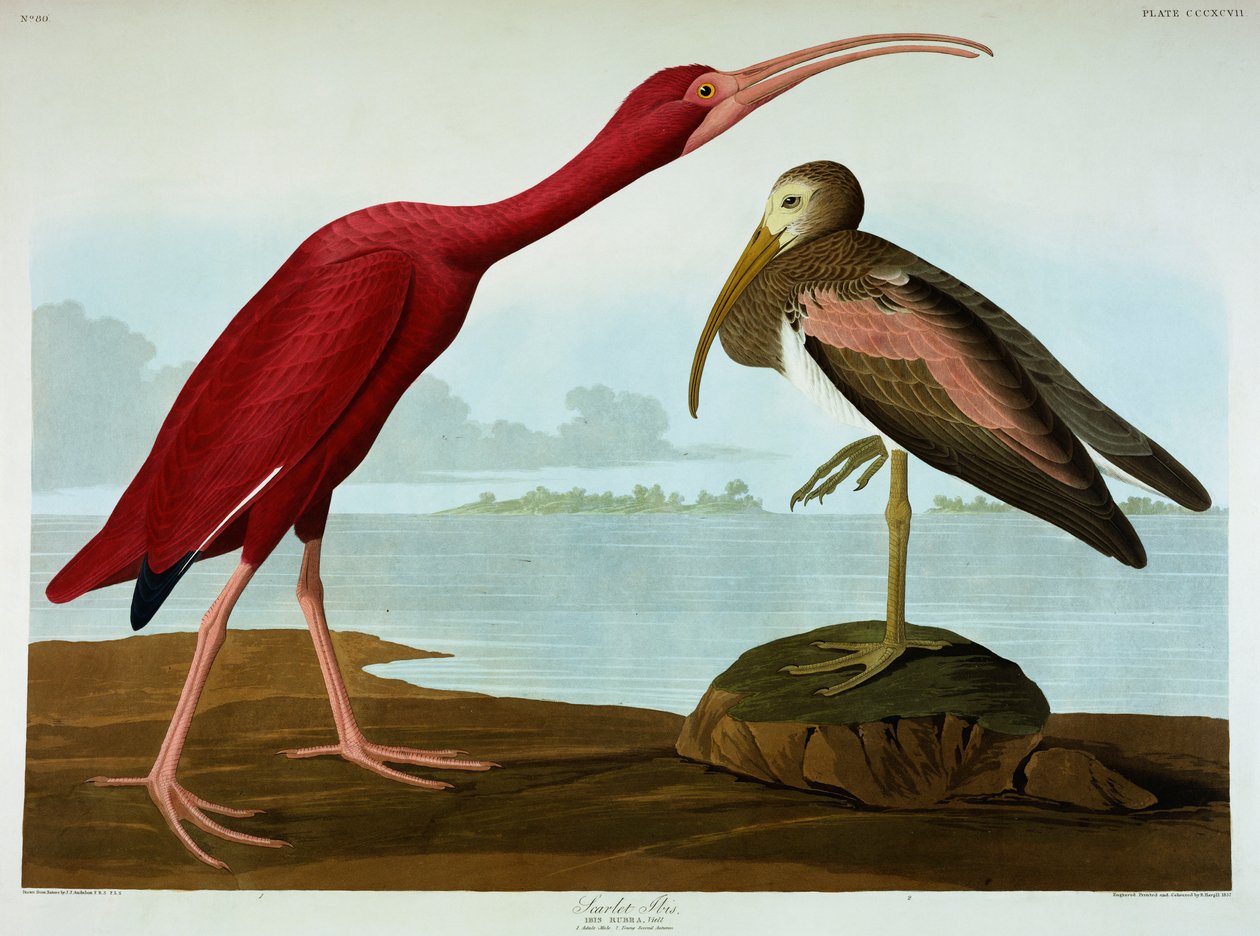 Ibis scarlatto da John James Audubon