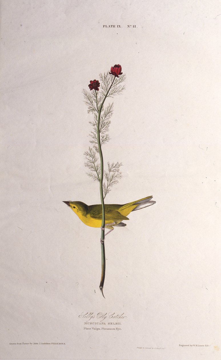 Selbys Fly Catcher. Da The Birds of America, 1827-1838 da John James Audubon