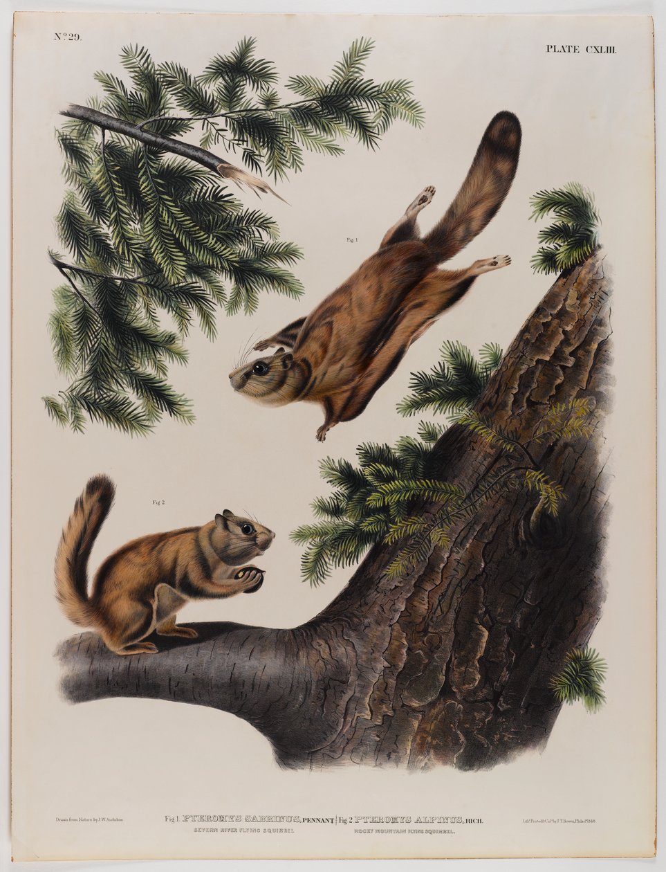 Scoiattolo volante del fiume Severn (sinistra) e scoiattolo volante delle Montagne Rocciose (destra) da John James Audubon