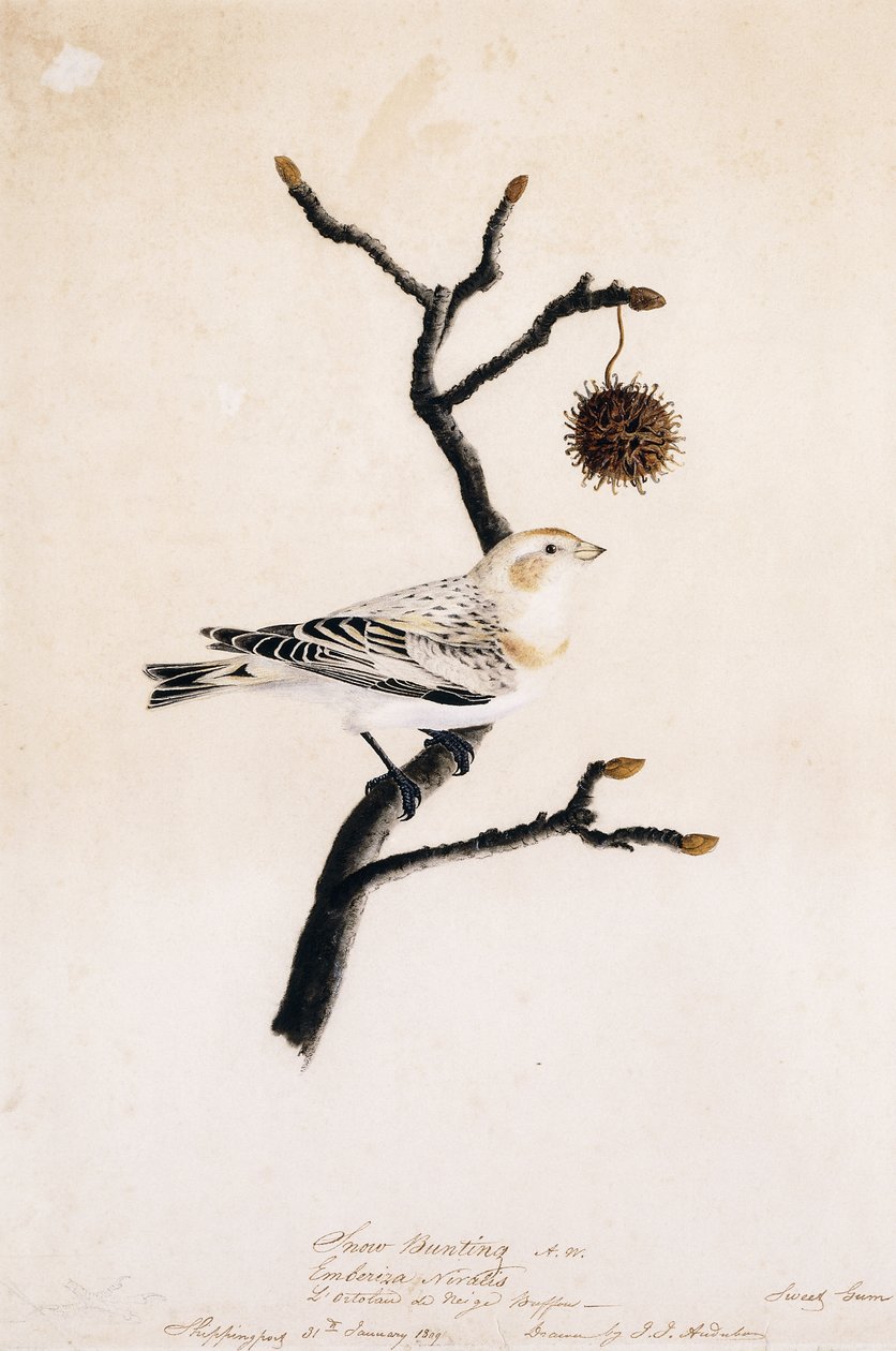 Zigolo delle nevi, 1809 da John James Audubon