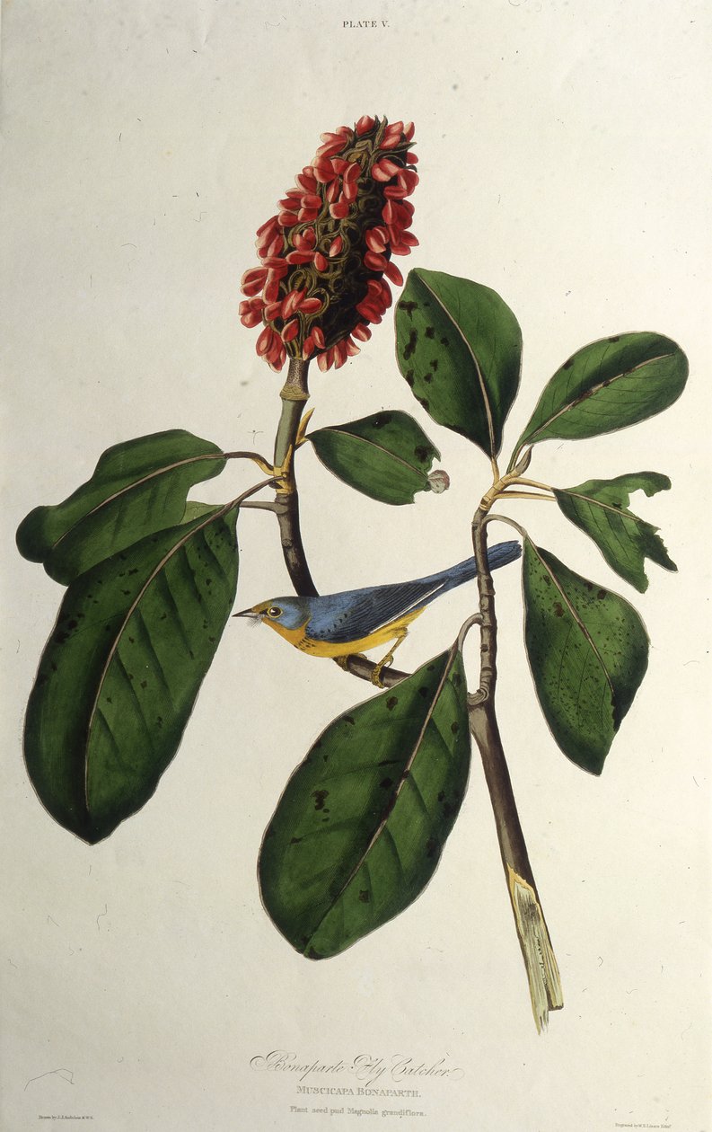 La parula del Canada. Da Gli uccelli d
