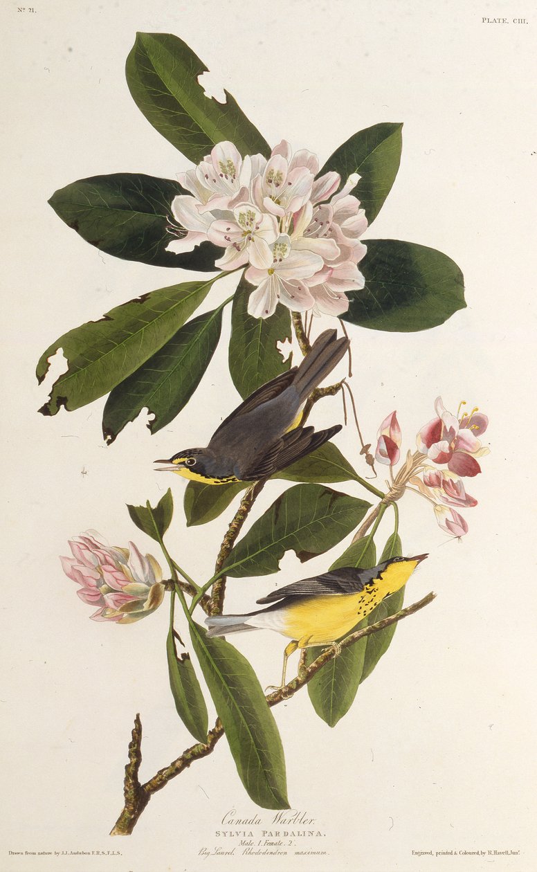 La parula del Canada. Da Gli uccelli d