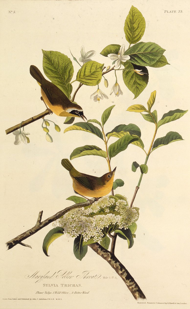 Il Maryland Yellowthroat. Da Gli Uccelli d