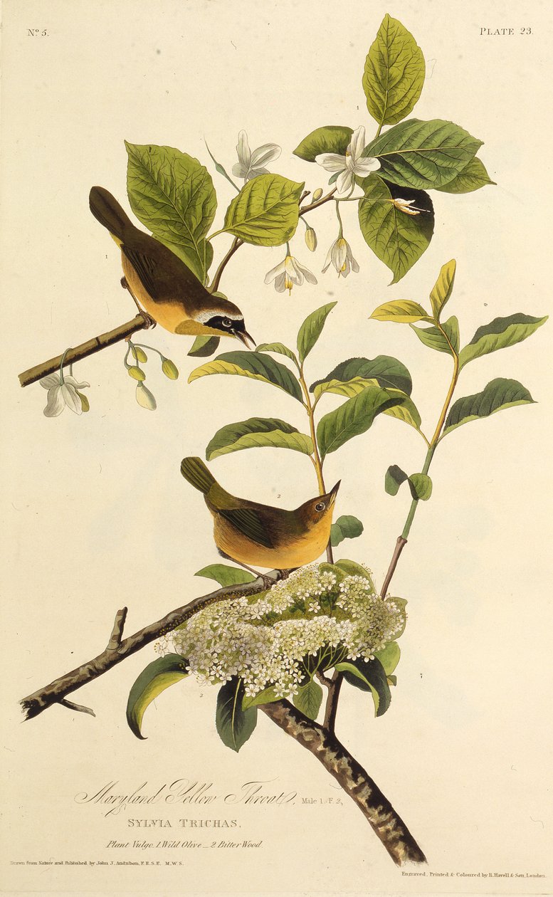 Il Maryland Yellowthroat. Da Gli uccelli d
