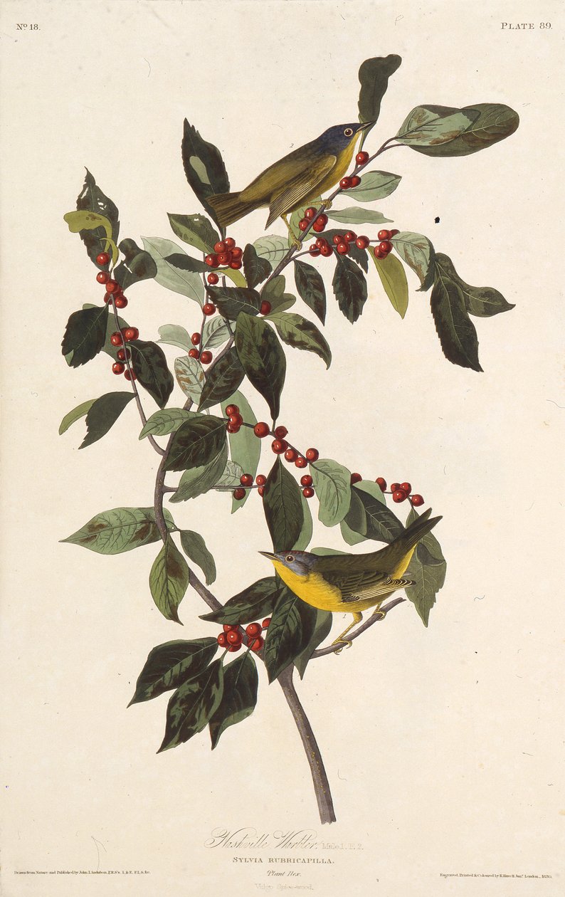 La parula di Nashville. Da Gli uccelli d