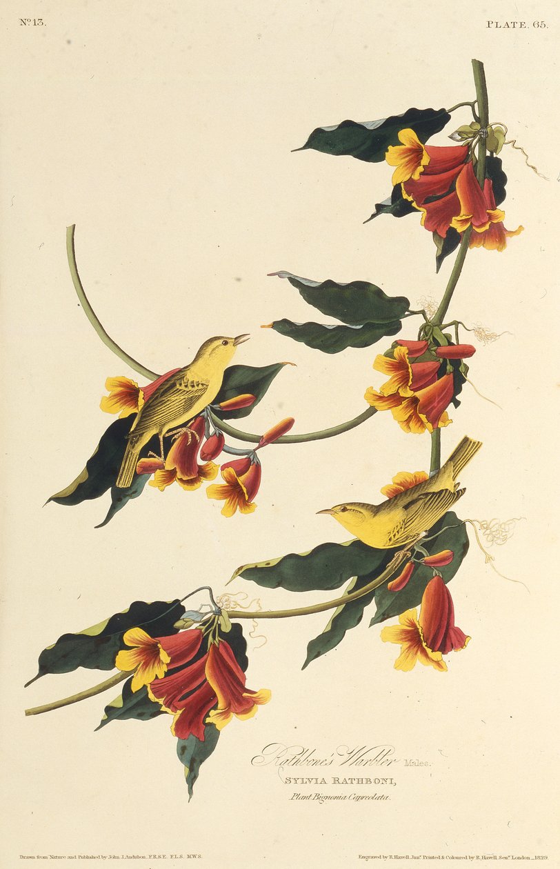 Il Warbler di Rathbone. Da Gli uccelli d