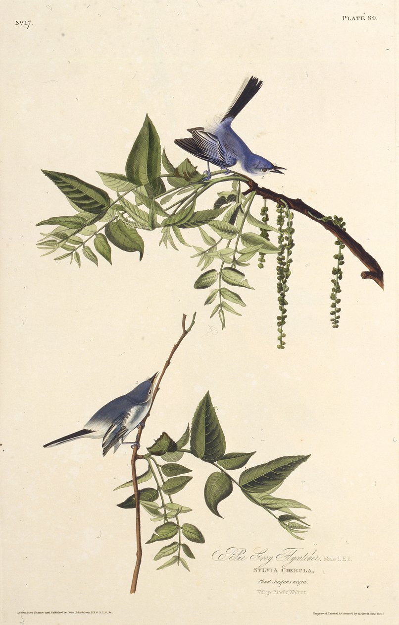Il pigliamosche blu-grigio. Da Gli Uccelli d