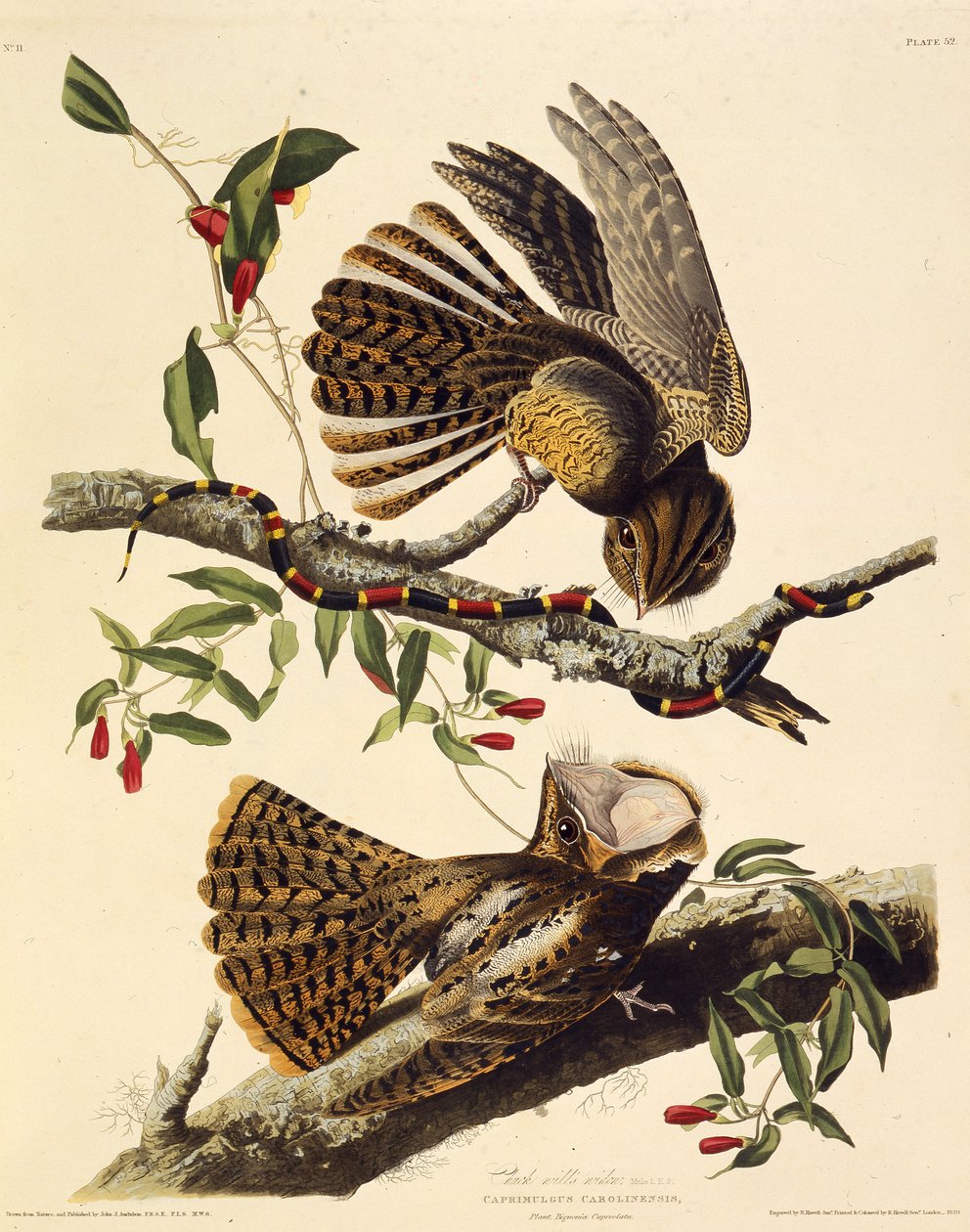 Il chuck-wills-widow. Da Gli Uccelli d