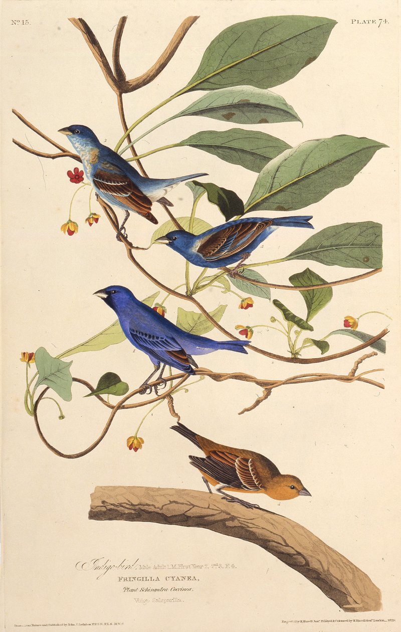 Gli uccelli indaco. Da Gli Uccelli d