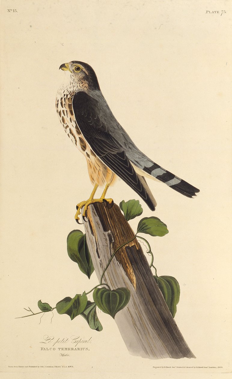 Il merlino. Da Gli uccelli d