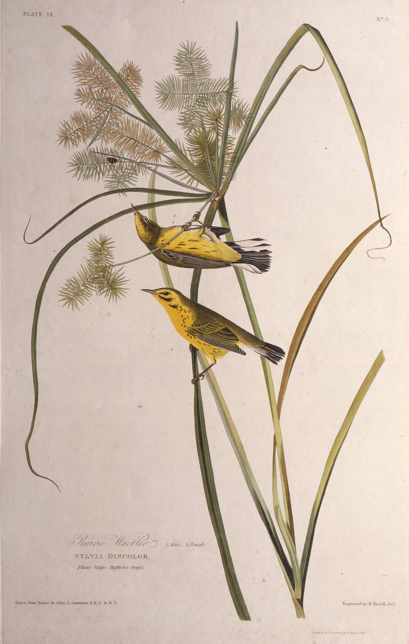 La parula delle praterie. Da The Birds of America, 1827-1838 da John James Audubon