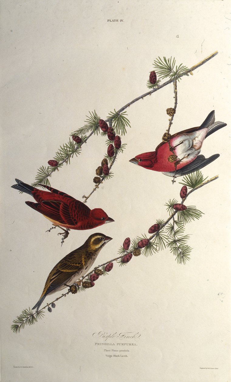 Il fringuello purpureo. Da Gli uccelli d