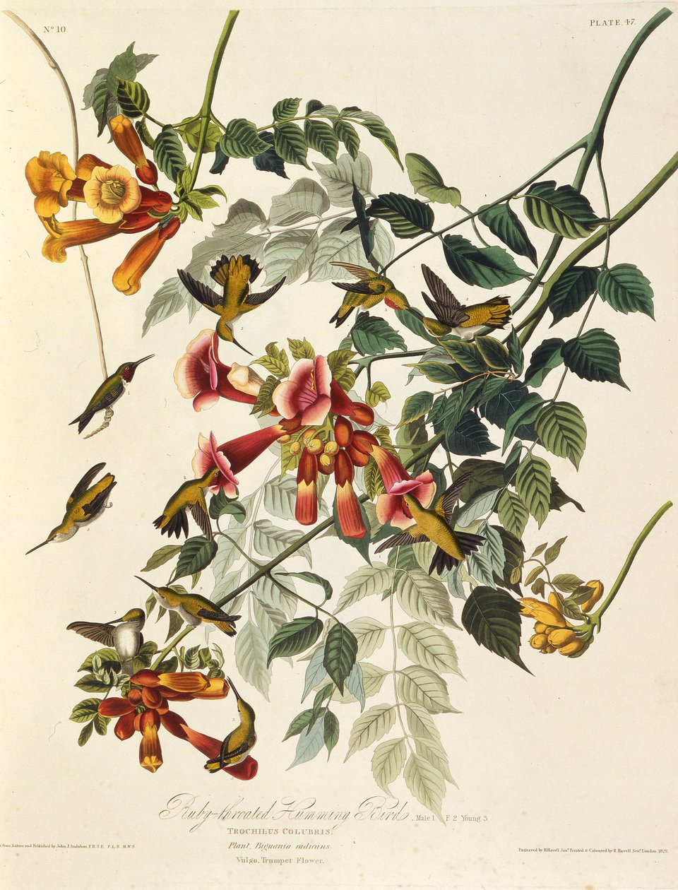 Il colibrì gola di rubino. Da The Birds of America, 1827-1838 da John James Audubon