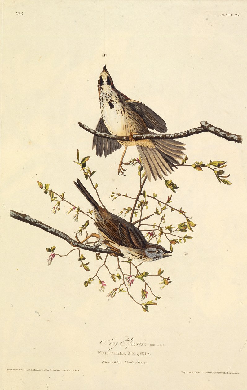 Il passero canoro (da The Birds of America, 1827-1838) da John James Audubon