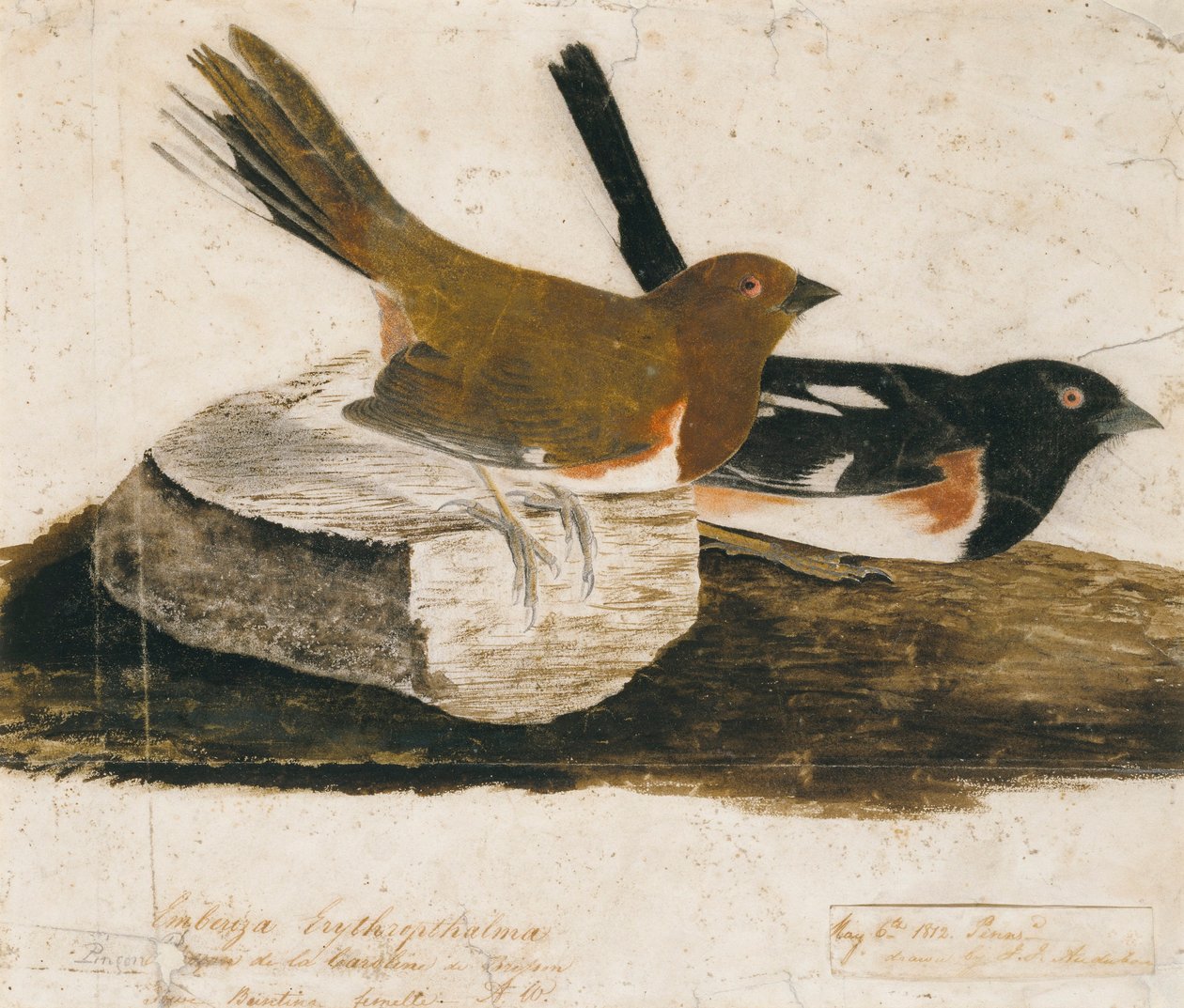 Zigolo di mare da John James Audubon
