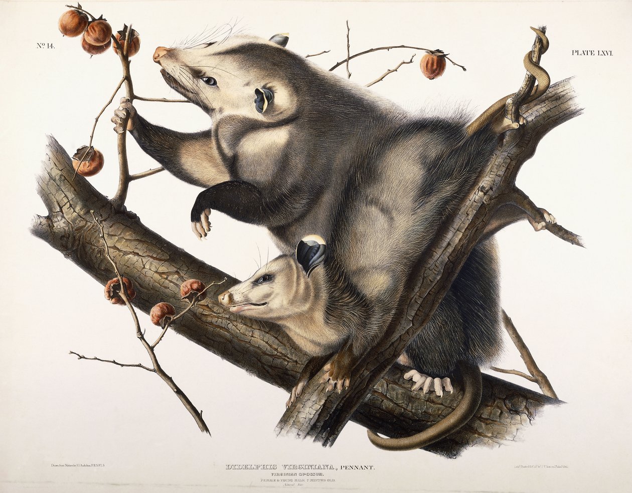 Opossum della Virginia, 1845 da John James Audubon