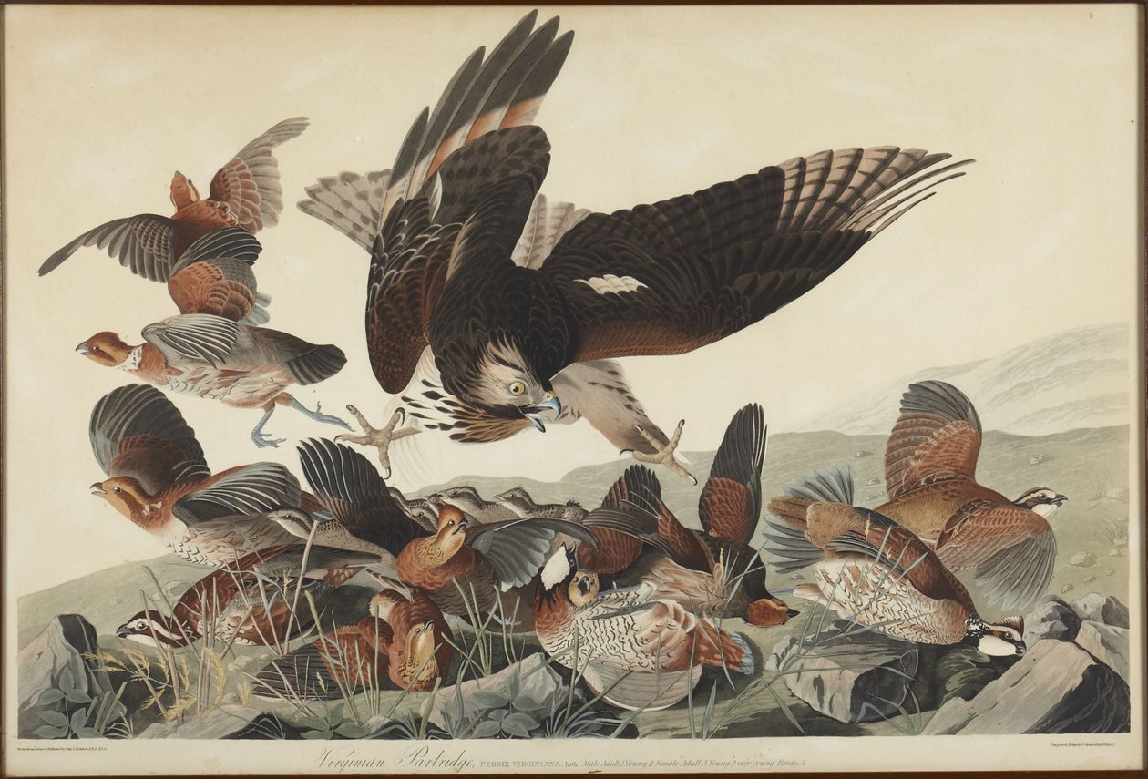 Pernice della Virginia da John James Audubon