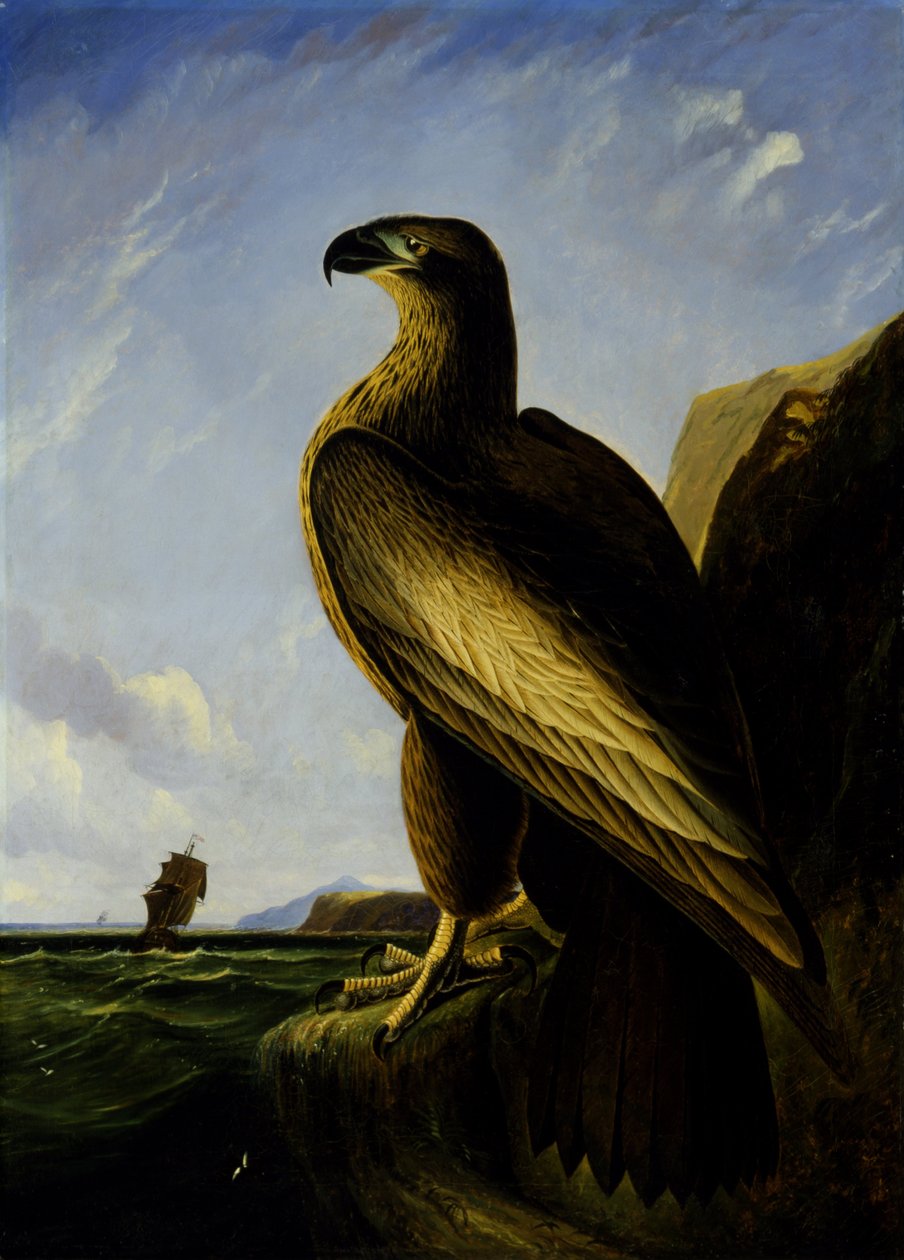 Aquila di mare di Washington da John James Audubon
