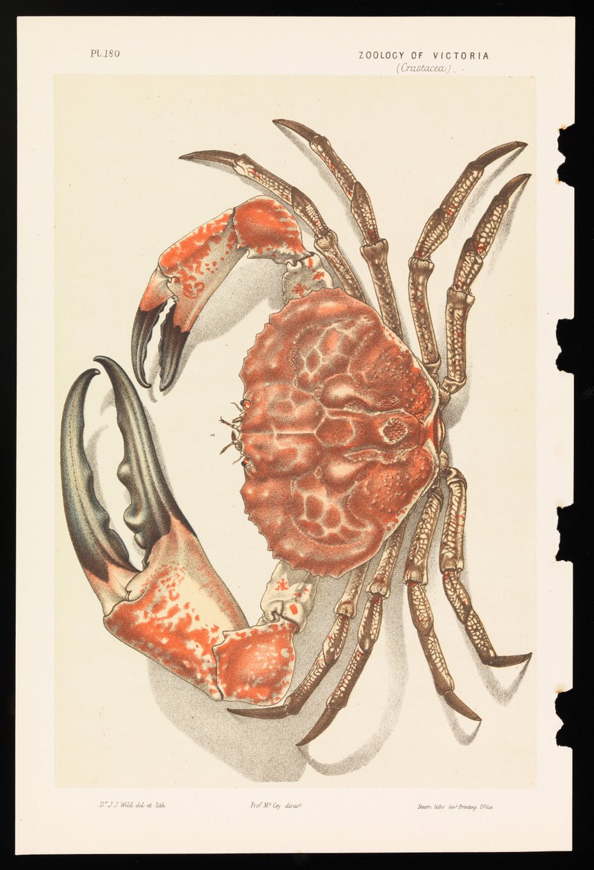 Granchio gigante della Tasmania, Pseudocarcinus gigas da John James Wild