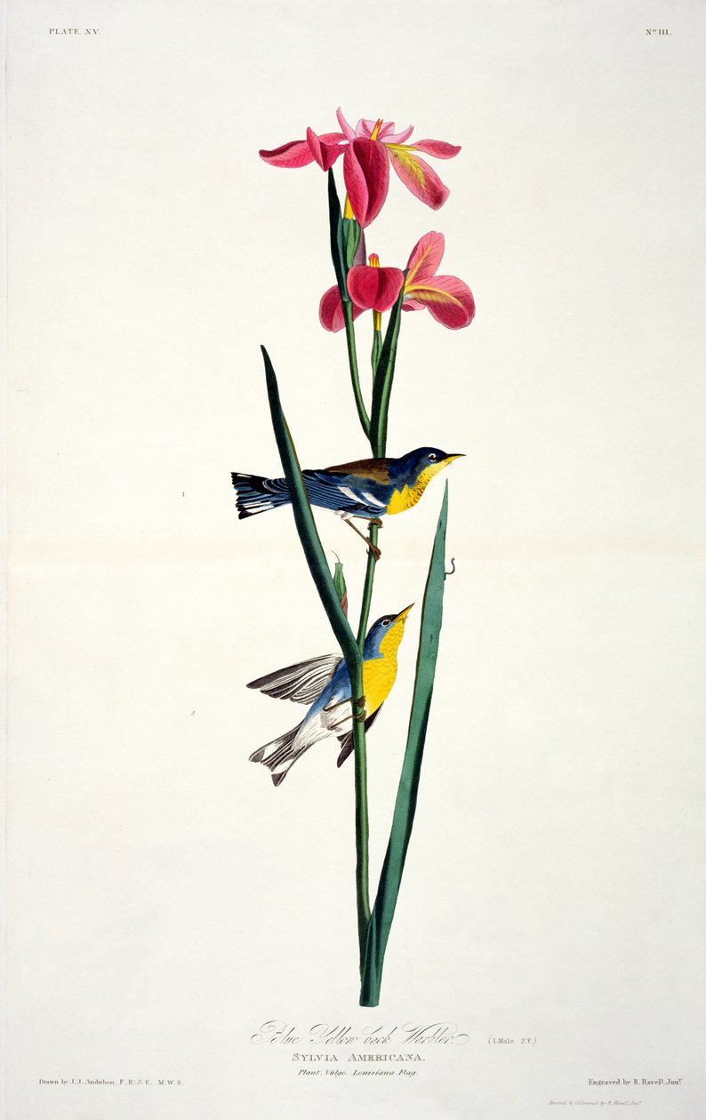 Parula dal dorso giallo-blu, da Uccelli d