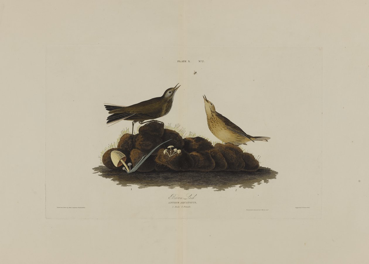 Allodola bruna, da Uccelli d