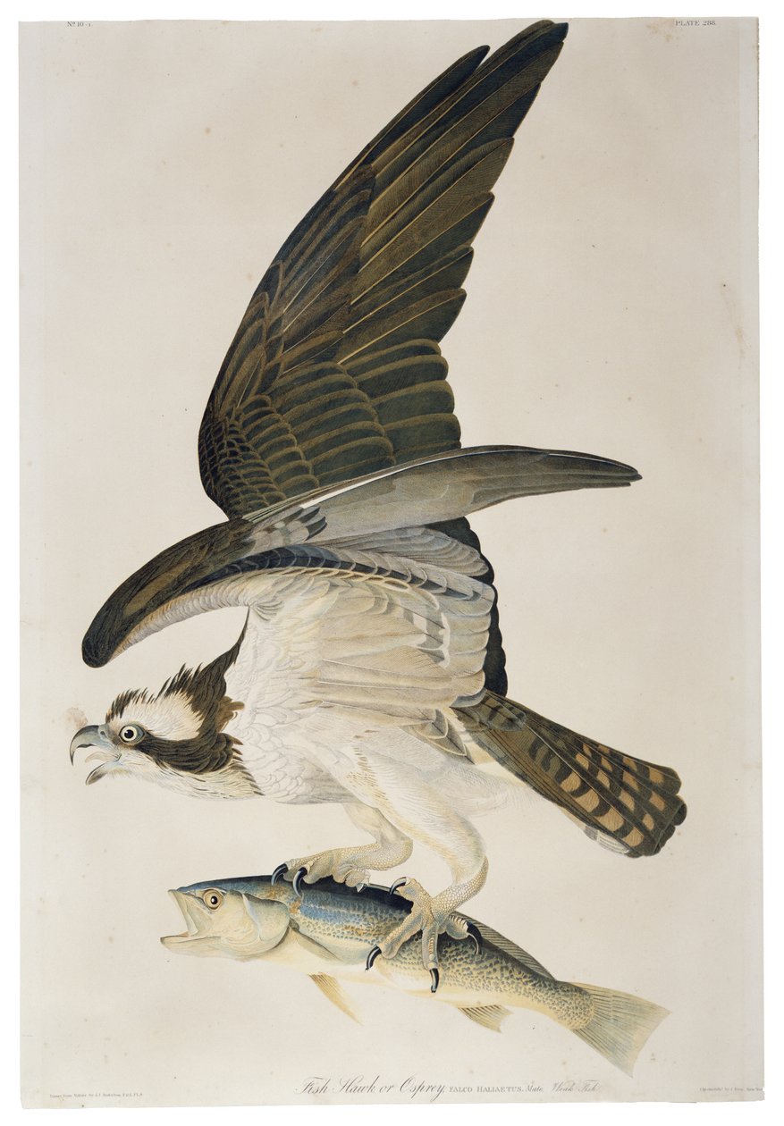 Falco pescatore o Osprey, litografia di Julius Bien, 1860 da John James after Audubon
