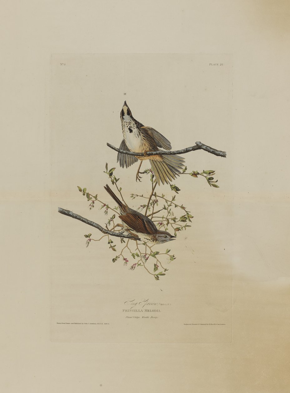 Passero canoro, da Uccelli d