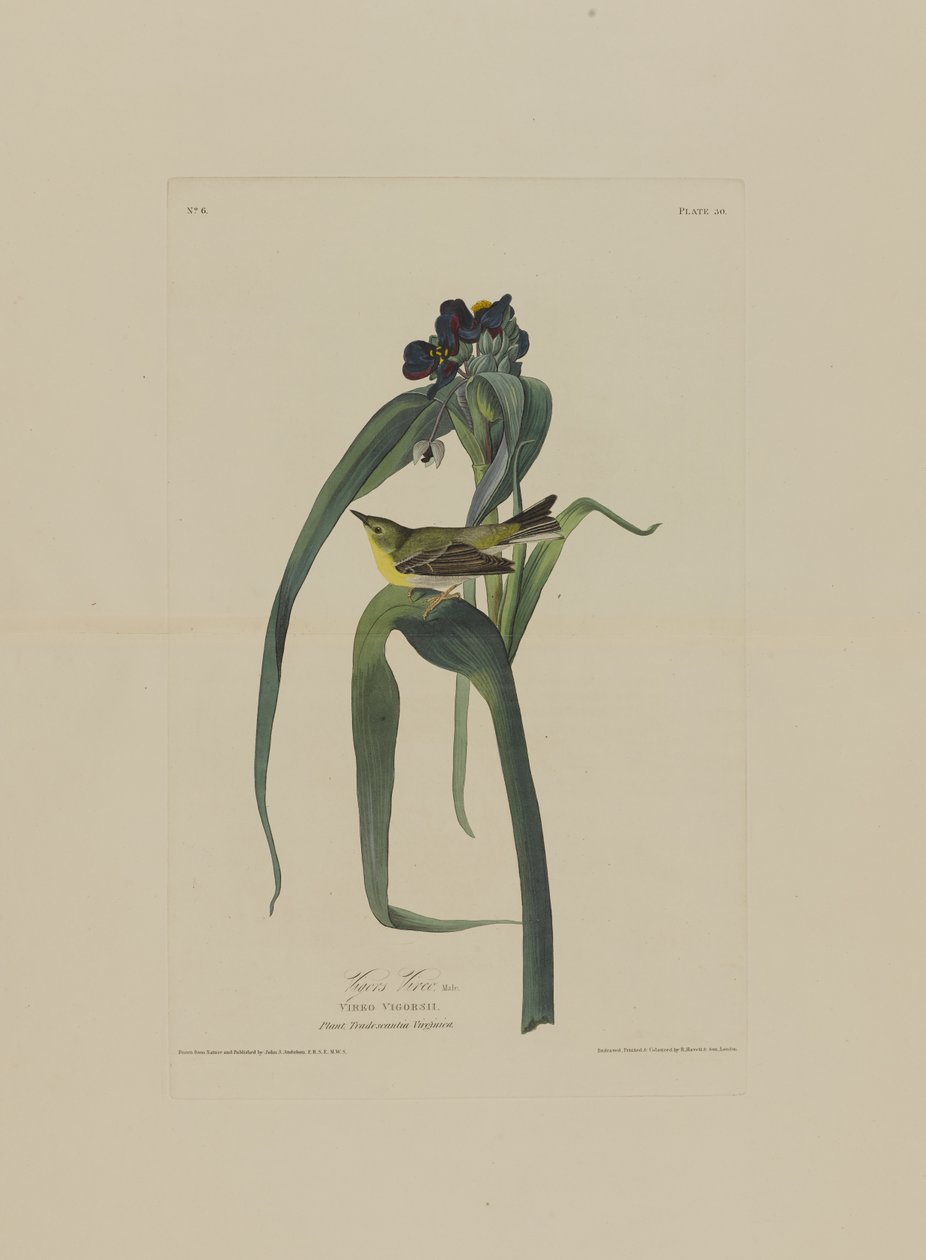 Vireo di Viger, da Uccelli d