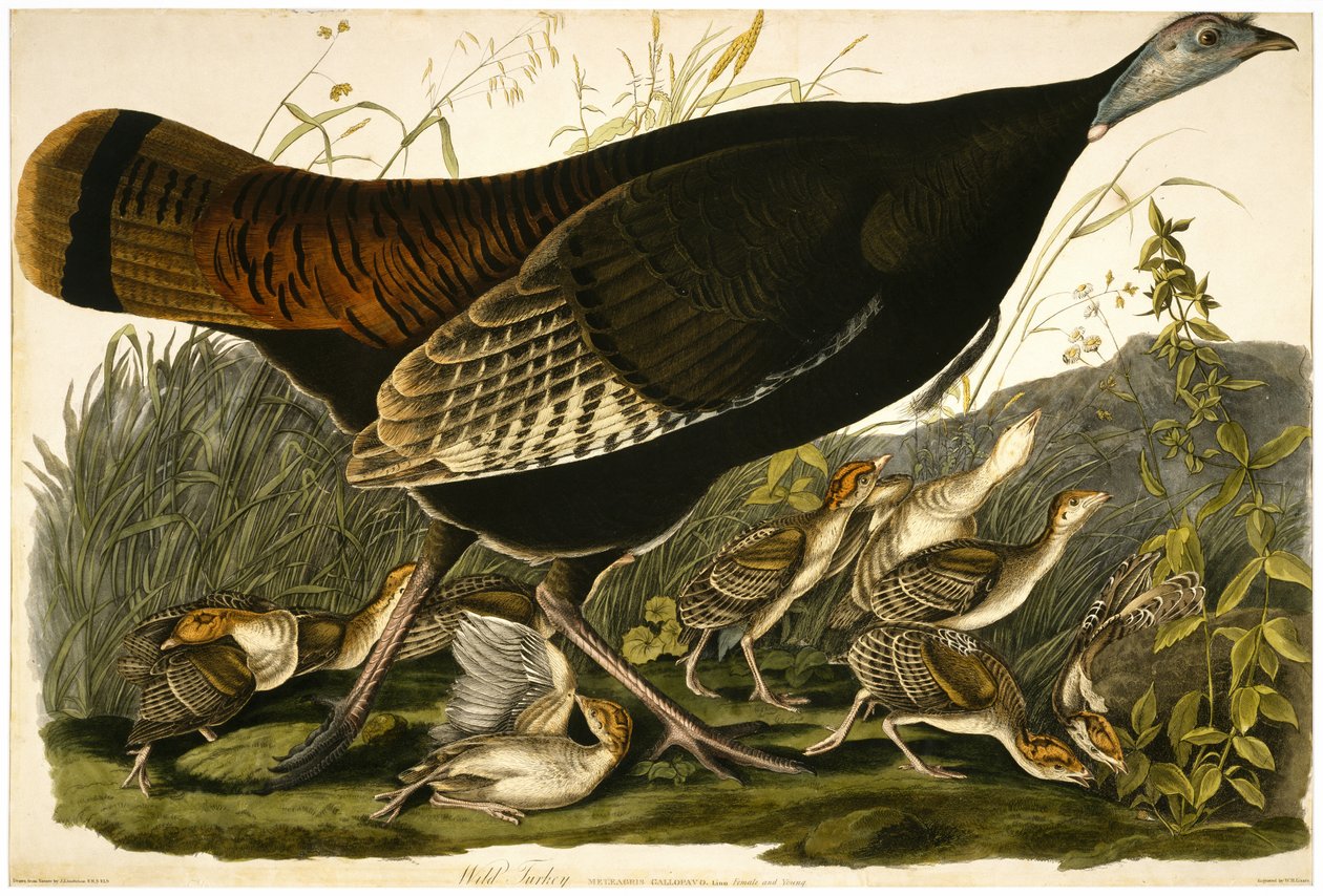 Tacchino selvatico, inciso da William Home Lizars da John James after Audubon