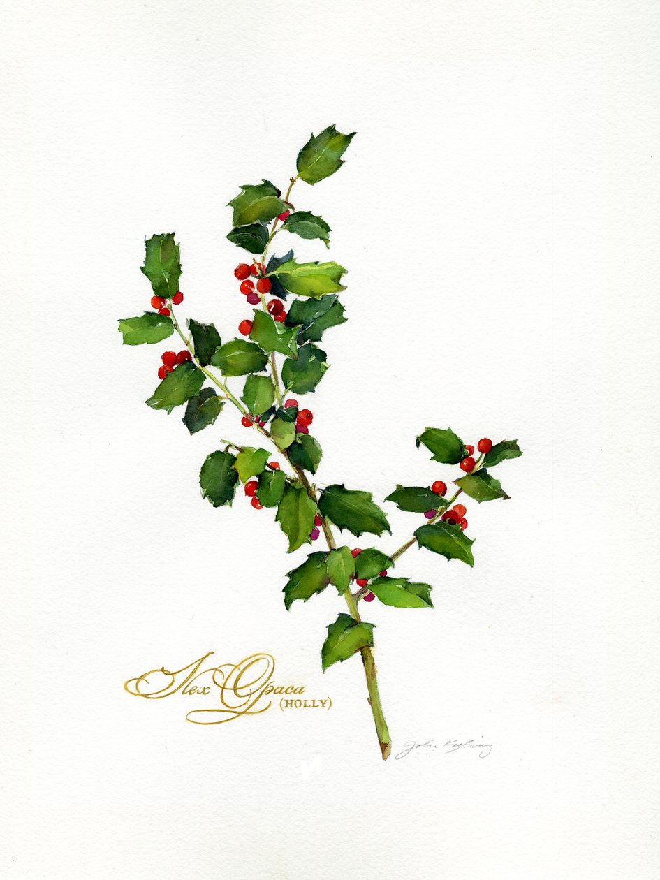 Agrifoglio botanico da John Keeling