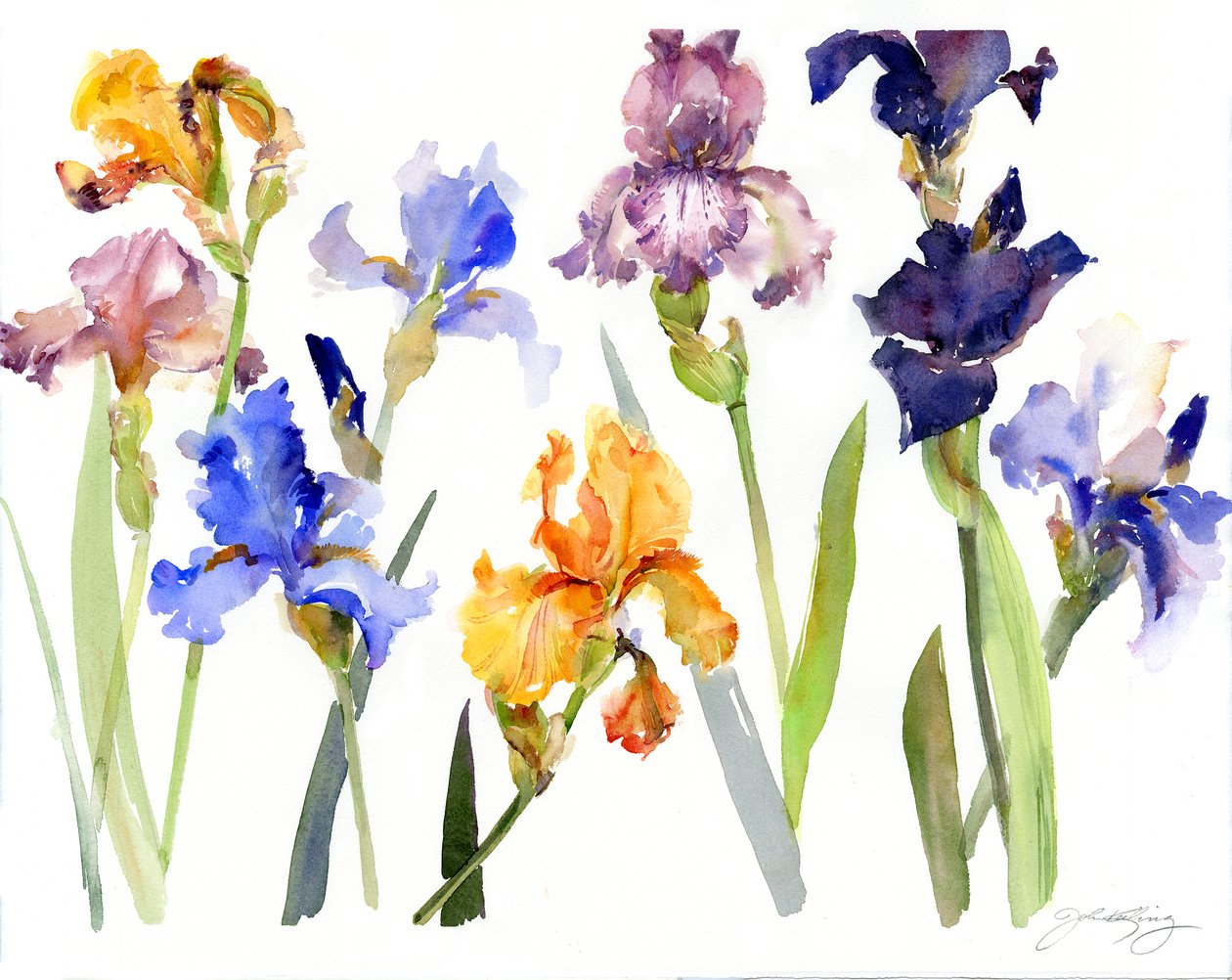 Iris da John Keeling