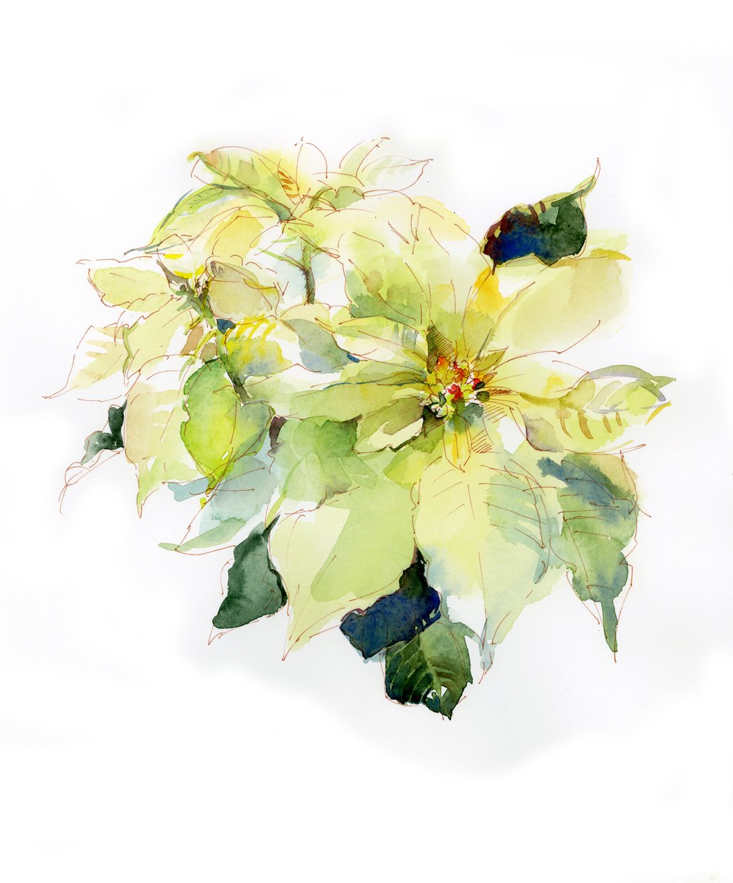 Stella di Natale bianca da John Keeling