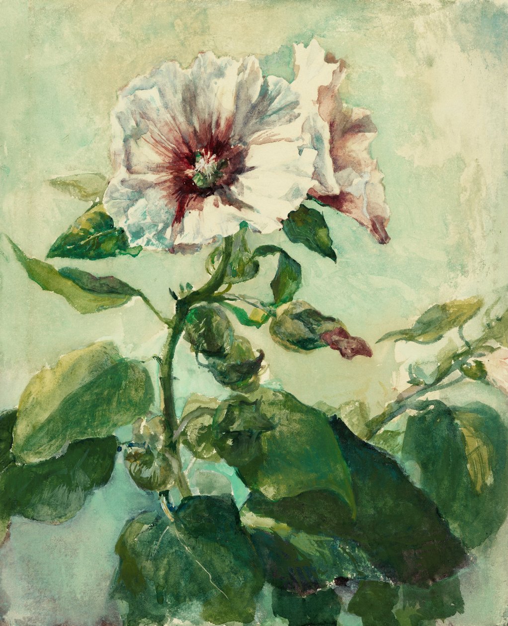 Studio di agrifogli rosa alla luce del sole, da Nature da John La Farge