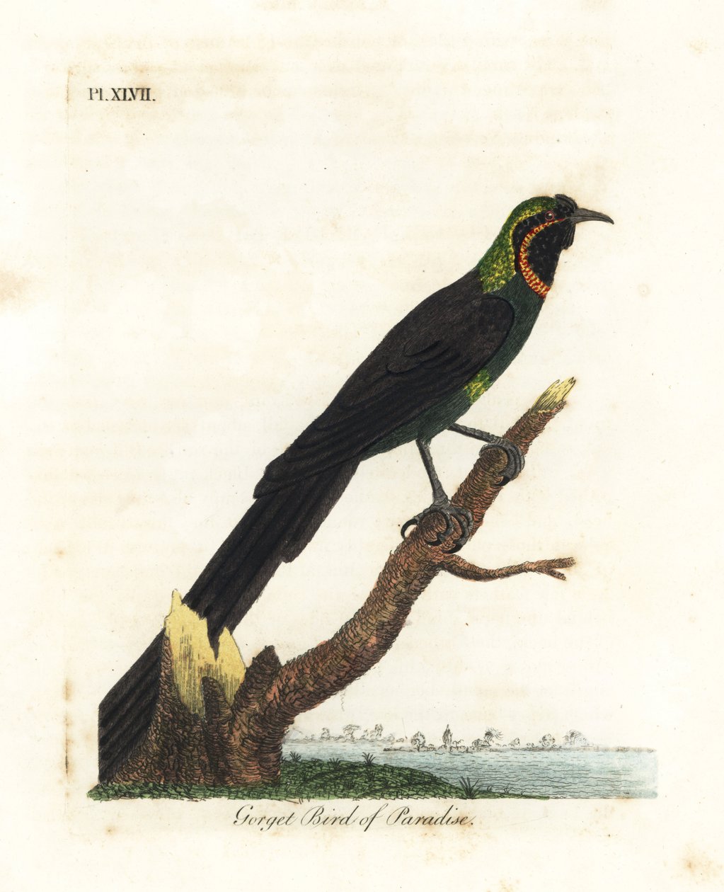 Astrapia di Arfak, Astrapia nigra (Uccello del paradiso con gorgera, Paradisea gularis). Incisione colorata a mano disegnata e incisa da John Latham dal suo A General History of Birds, Winchester da John Latham