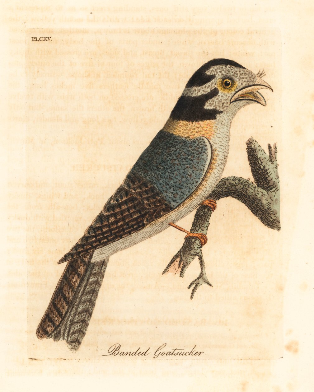 Aegotheles cristatus o Podargus strigoides? Incisione colorata a mano disegnata e incisa da John Latham dal suo A General History of Birds, Winchester da John Latham