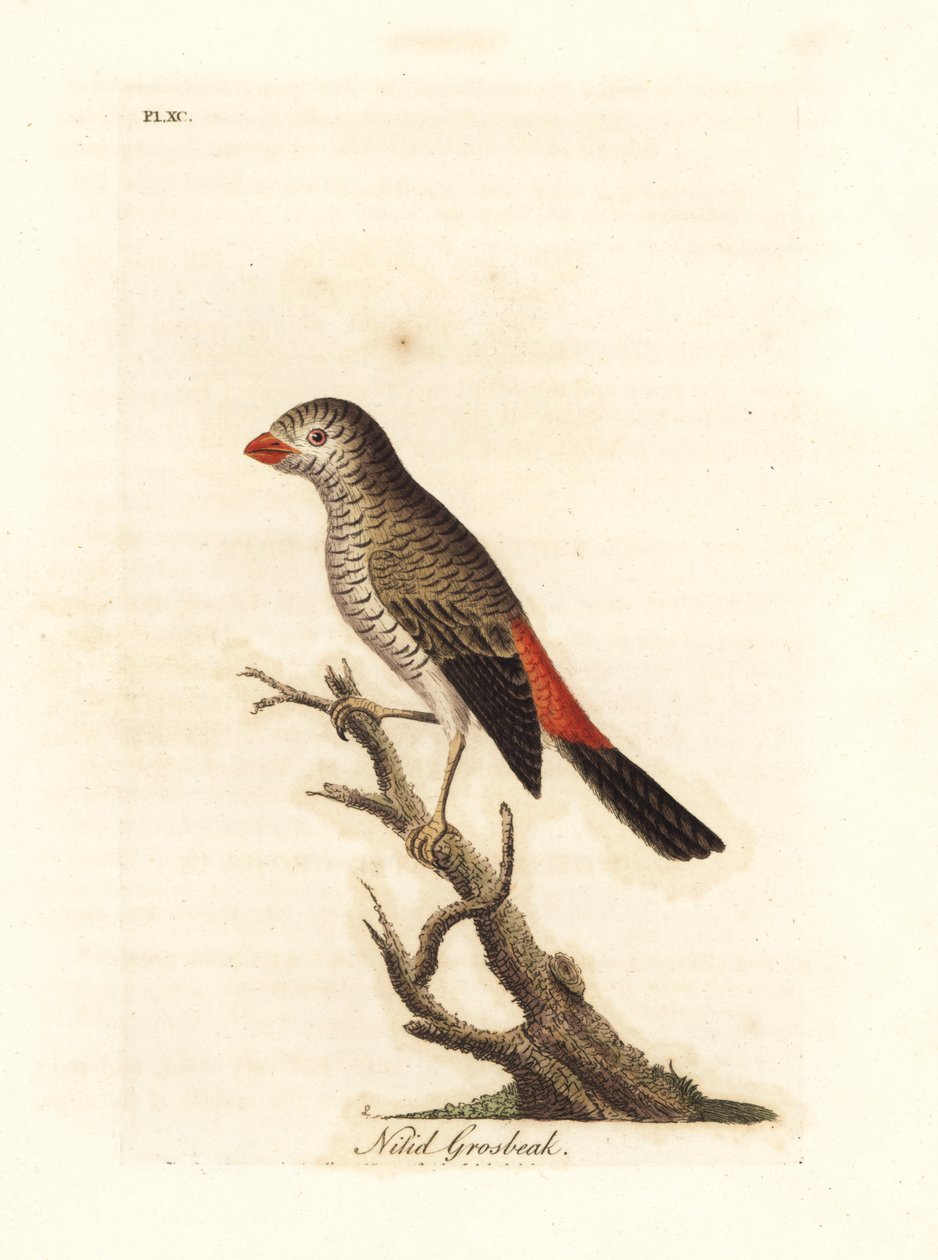 Diamante codafiamma, Stagonopleura bella (frosone splendente, Loxia nitida). Disegnato e inciso da John Latham per la sua opera A General History of Birds, Winchester da John Latham