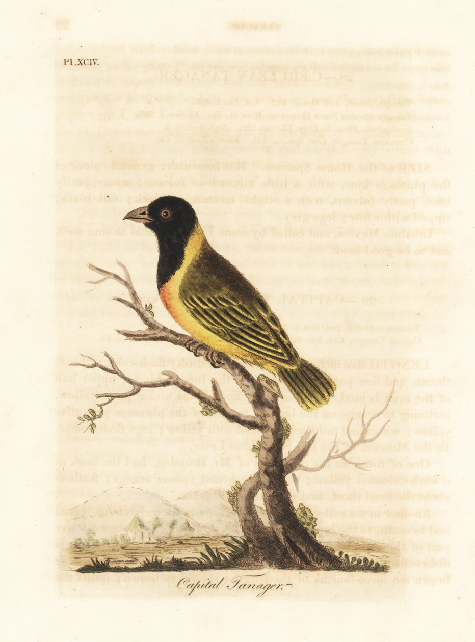 Tessitore dal collare giallo e testa nera, Ploceus melanocephalus capitalis (Capital tanager, Tanagra capitalis). Incisione a mano colorata disegnata e incisa da John Latham dal suo libro A General History of Birds, Winchester da John Latham