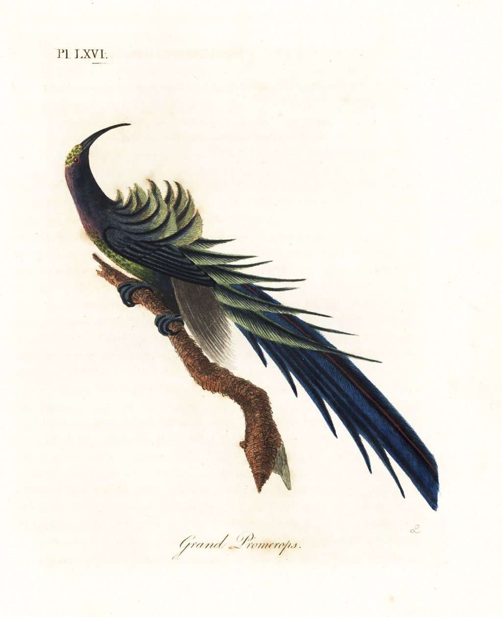 Paradisaea nera, Epimachus fastosus. Vulnerabile. Nuova Guinea. Incisione colorata a mano disegnata e incisa da John Latham dal suo A General History of Birds, Winchester da John Latham