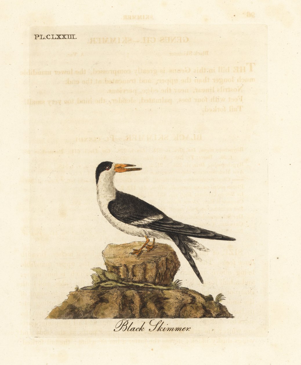Beccaccino nero, Rynchops niger (Rhynchops nigra). Incisione colorata a mano disegnata e incisa da John Latham dal suo A General History of Birds, Winchester da John Latham