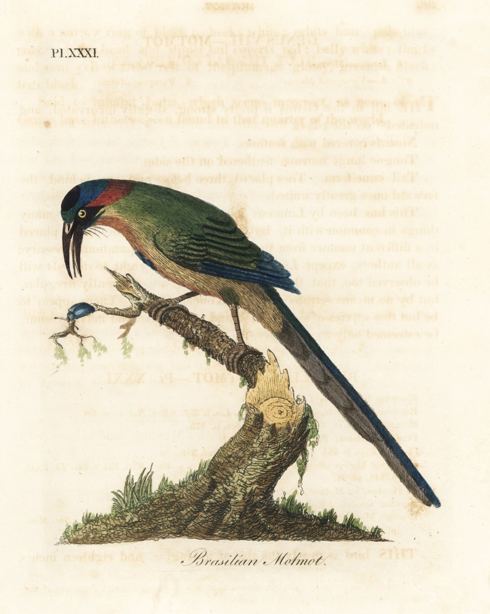 Motmot dalla corona blu, Momotus momota (Motmot brasiliano, Momotus brasiliensis). Incisione colorata a mano disegnata e incisa da John Latham dal suo A General History of Birds, Winchester da John Latham