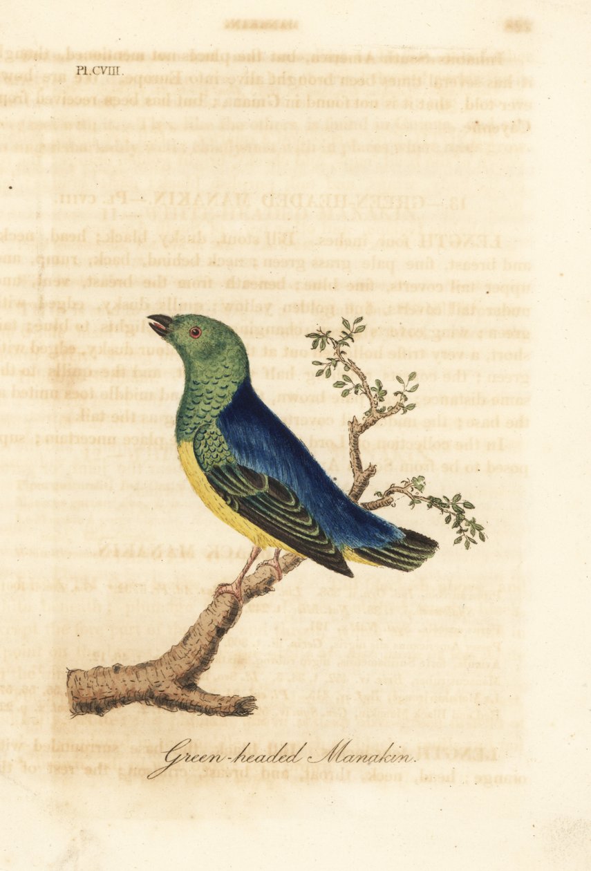 Clorofonia dal collare blu, Chlorophonia cyanea (Manachino dalla testa verde, nativo del Sud America). Incisione colorata a mano disegnata e incisa da John Latham dal suo A General History of Birds, Winchester da John Latham