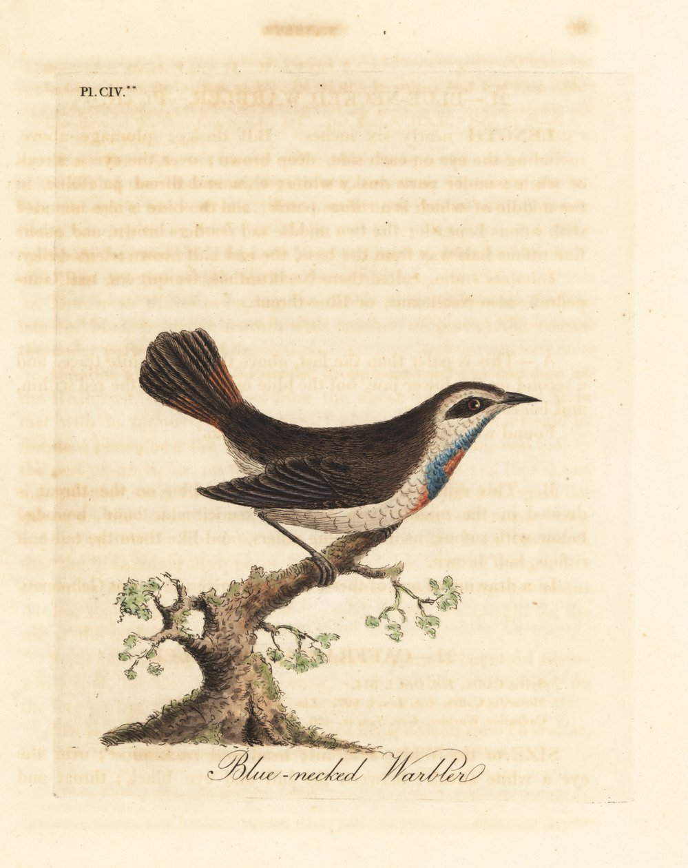 Pettazzurro, Luscinia svecica. Incisione colorata a mano disegnata e incisa da John Latham dal suo A General History of Birds, Winchester da John Latham
