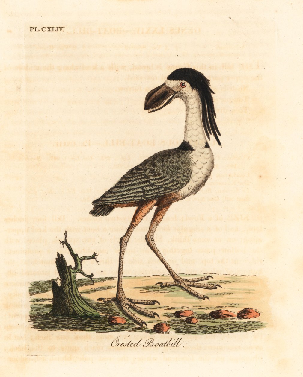 Nitticora beccolargo, Cochlearius cochlearius. Incisione colorata a mano tratta da A General History of Birds di John Latham, Winchester da John Latham